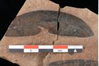 Foto (Detailsansicht) von Quercus palaeoilex Ettingshausen (NHMW-GEO-2024-0188-0768)